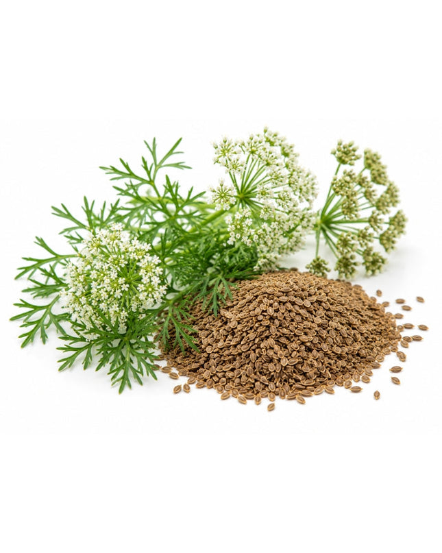 Carrot Seed Essential Oil