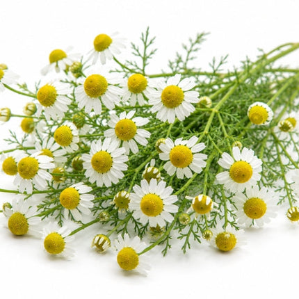 Chamomile (Roman) Essential Oil