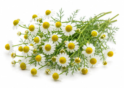 Chamomile (Roman) Essential Oil