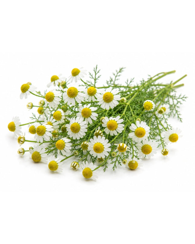 Chamomile (Roman) Essential Oil