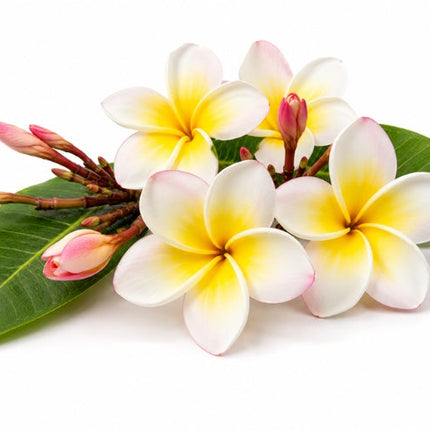 Frangipani Essential Oil