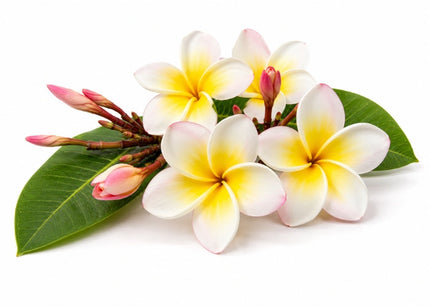 Frangipani Essential Oil