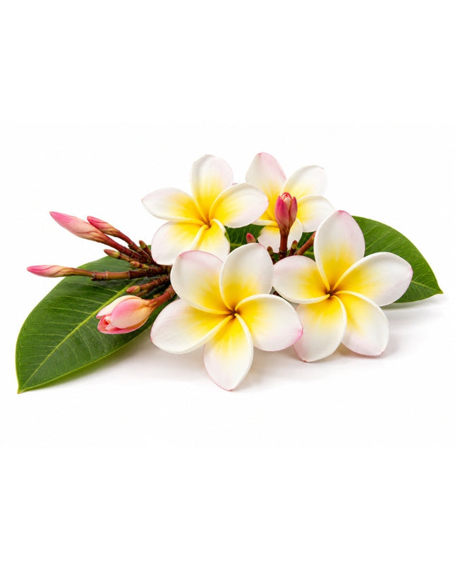 Frangipani Essential Oil