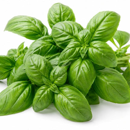 Basil Essential Oil