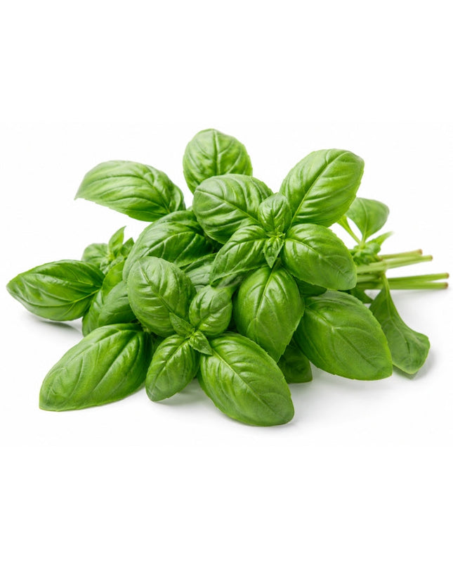 Basil Essential Oil