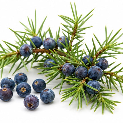 Juniper Berry Essential Oil