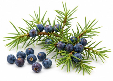 Juniper Berry Essential Oil