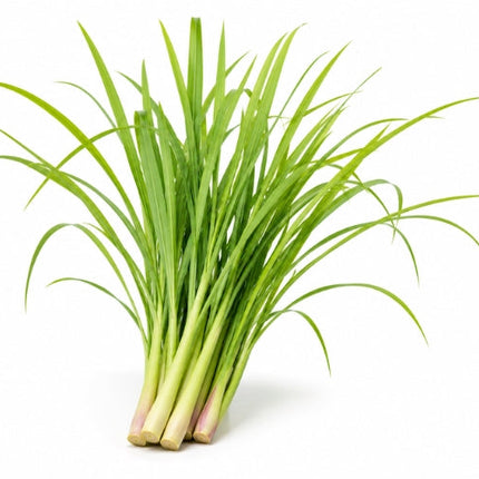 Citronella Essential Oil