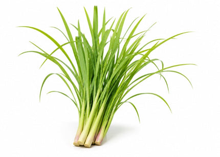 Citronella Essential Oil