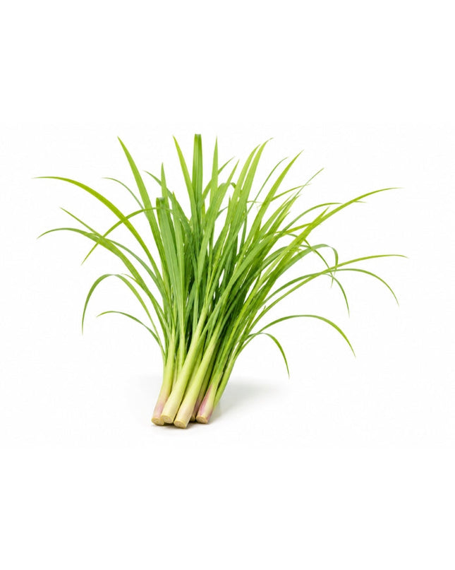 Citronella Essential Oil