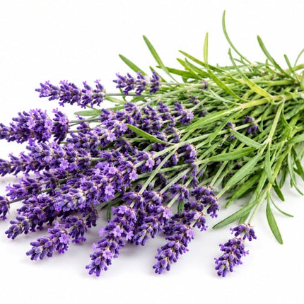 Lavender Essential Oil