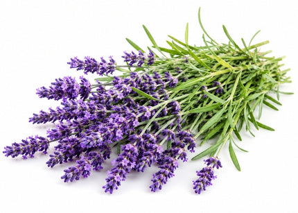 Lavender Essential Oil