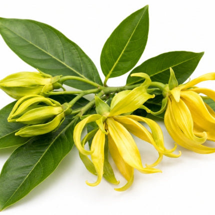 Ylang Ylang Essential oil