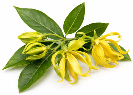 Ylang Ylang Essential oil