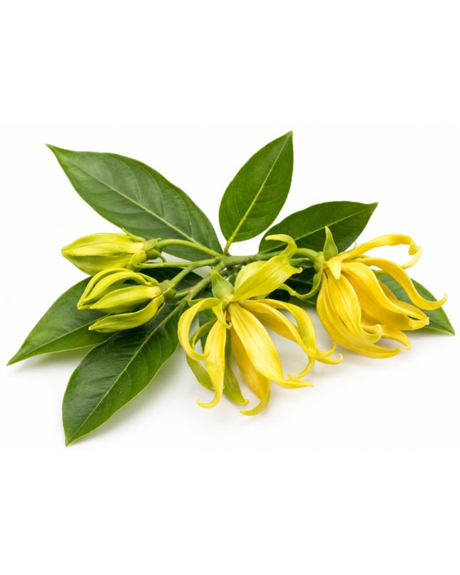 Ylang Ylang Essential oil