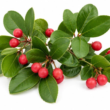 Wintergreen Essential Oil