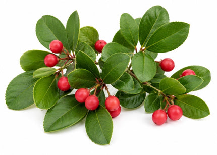 Wintergreen Essential Oil