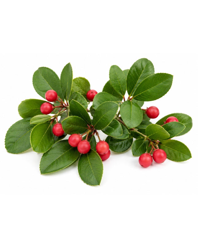 Wintergreen Essential Oil