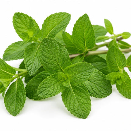 Spearmint Essential Oil
