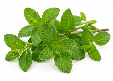 Spearmint Essential Oil