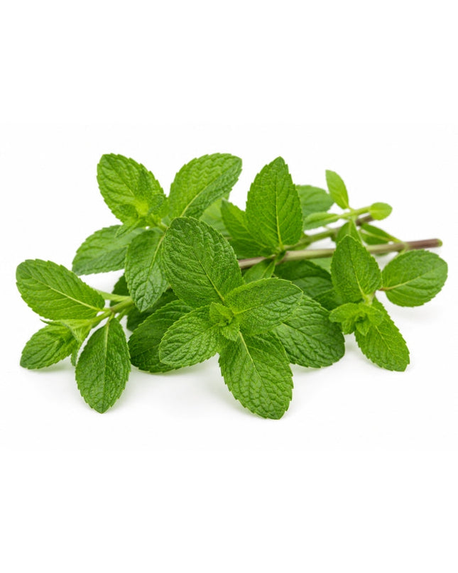 Spearmint Essential Oil