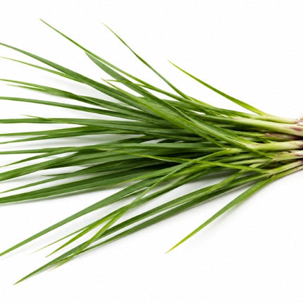 Vetiver Essential Oil