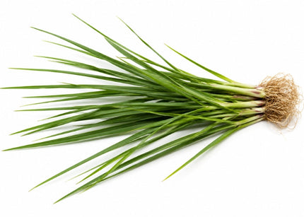 Vetiver Essential Oil