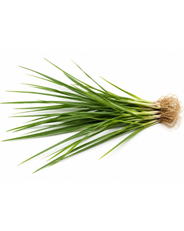Vetiver Essential Oil