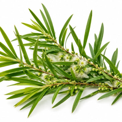 Tea Tree Essential Oil