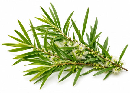 Tea Tree Essential Oil