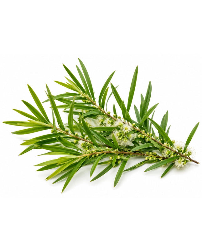 Tea Tree Essential Oil