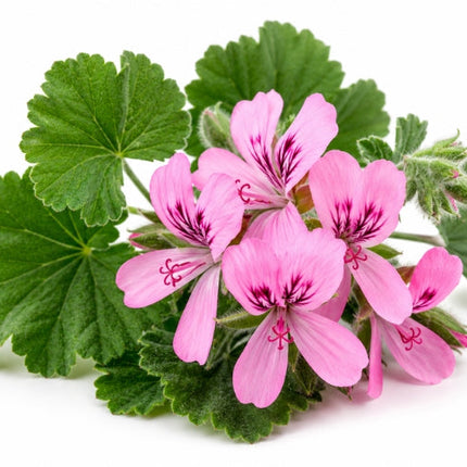 Rose Geranium Essential Oil