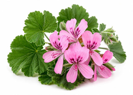 Rose Geranium Essential Oil