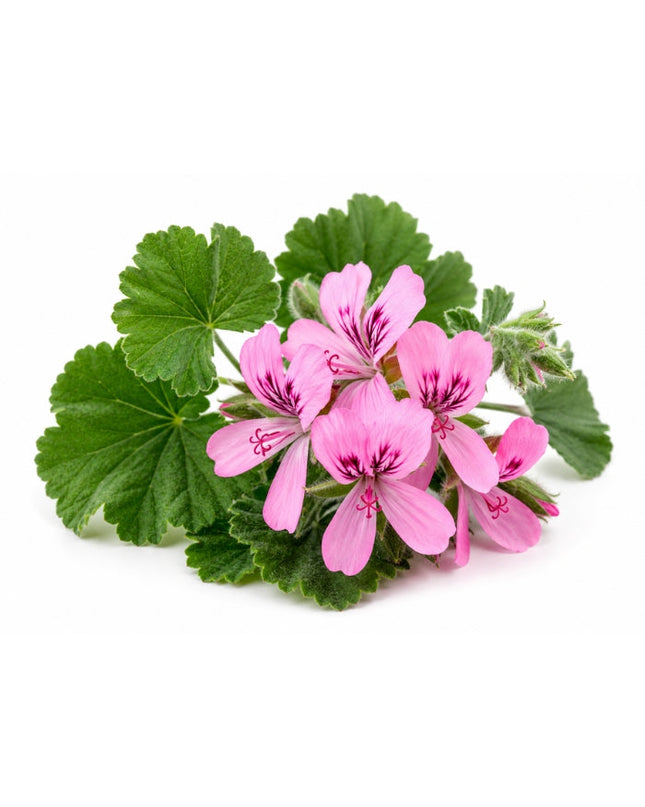 Rose Geranium Essential Oil