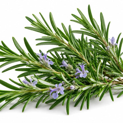 Rosemary Essential Oil
