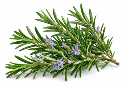 Rosemary Essential Oil