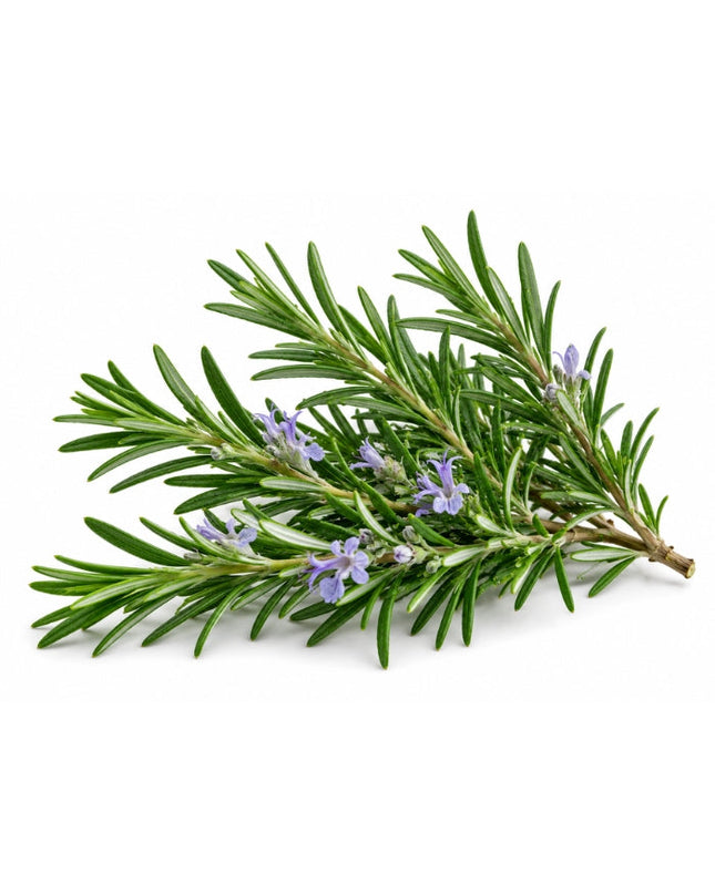 Rosemary Essential Oil