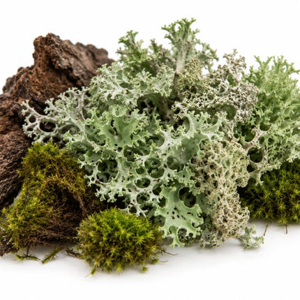 Oakmoss Essential Oil