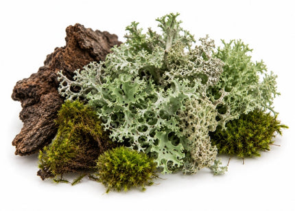 Oakmoss Essential Oil