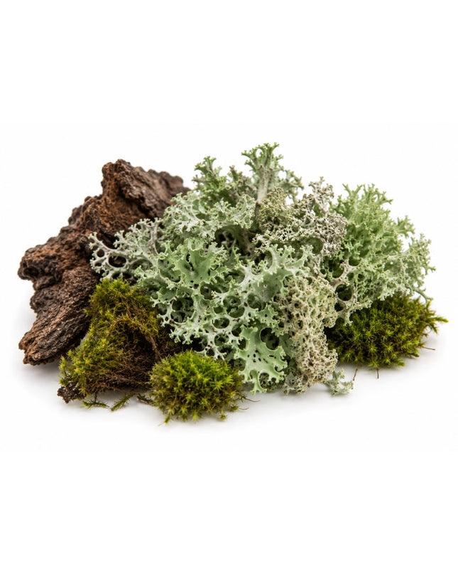 Oakmoss Essential Oil