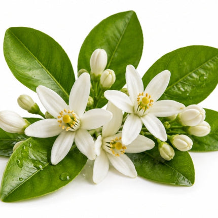 Neroli Essential Oil