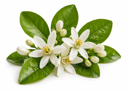 Neroli Essential Oil