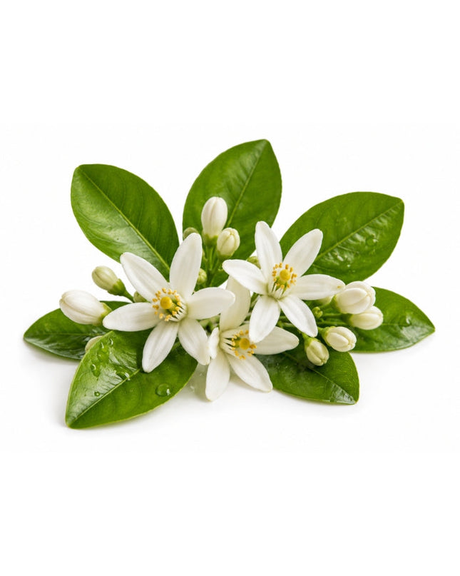 Neroli Essential Oil