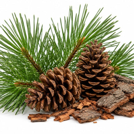 Pine Essential Oil