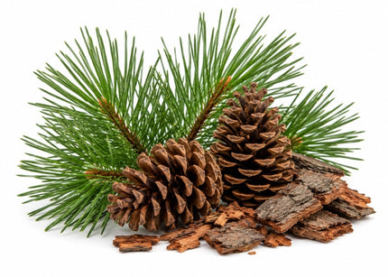Pine Essential Oil