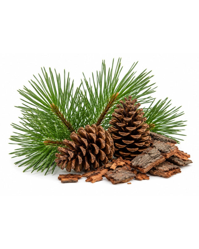 Pine Essential Oil