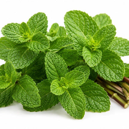 Peppermint Essential Oil