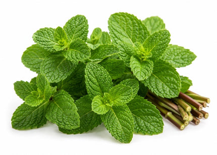 Peppermint Essential Oil
