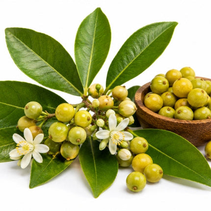 May Chang Essential Oil