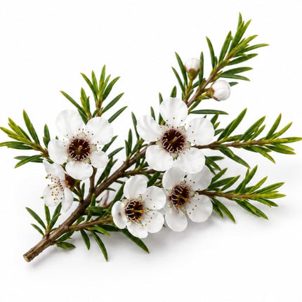 Manuka Essential Oil